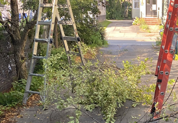 Tree Trimming