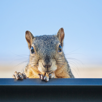 image of a squirrel in a gutter only visible on mobile